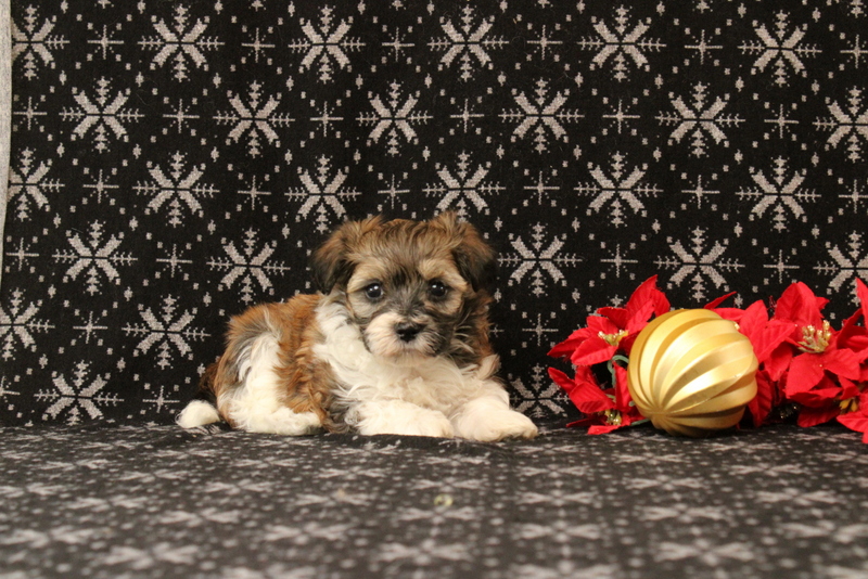 puppy, for, sale, Maltipoo, Matthew B. Stoltzfus, dog, breeder, Gap, PA, dog-breeder, puppy-for-sale, forsale, nearby, find, puppyfind, locator, puppylocator, aca